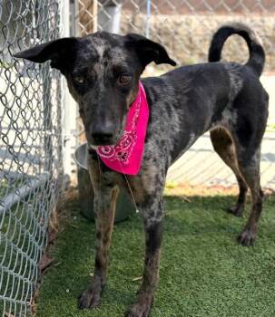 JOSIE -  Mixed Breed Dog for Adoption in Columbia, South Carolina - JOSIE | PetCurious