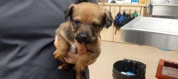 Australian Cattle Dog Blue Heeler and Mixed Breed Dogs Available for Adoption in Albuquerque, New Mexico - JESSIE | PetCurious