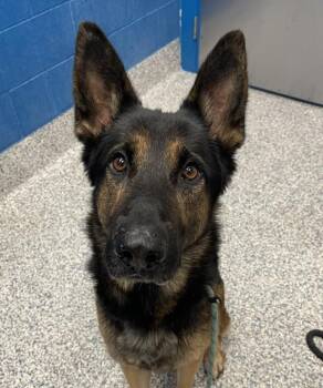 Artega -  German Shepherd Dog Dog for Adoption in Golden, Colorado - Artega | PetCurious