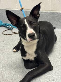 CARLOS -  Border Collie and Mixed Breed Dog for Adoption in Indianapolis, Indiana - CARLOS | PetCurious