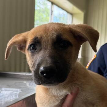Shepherd Dogs Available for Adoption in Jacksonville, Arkansas - Dove | PetCurious