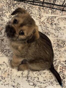 Shih Tzu and Miniature Pinscher Dogs Available for Adoption in Mundelein, Illinois - Sonoma | PetCurious