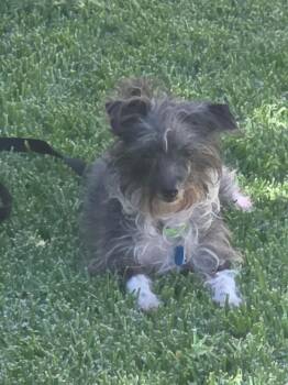 Terrier Dogs Available for Adoption - Shelby | PetCurious