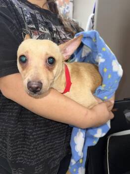 A187035 -  Chihuahua and Mixed Breed Dog for Adoption in Pasadena, Texas - A187035 | PetCurious