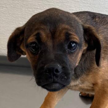 107576 -  Mixed Breed Dog for Adoption in Las Cruces, New Mexico - 107576 | PetCurious
