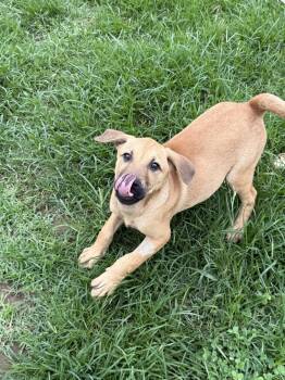 Labrador Retriever Dogs Available for Adoption in Nashville, Tennessee - Pecan (M) | PetCurious