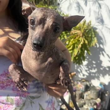 Doody -  Xoloitzcuintli Mexican Hairless Dog for Adoption in Corona, California - Doody | PetCurious