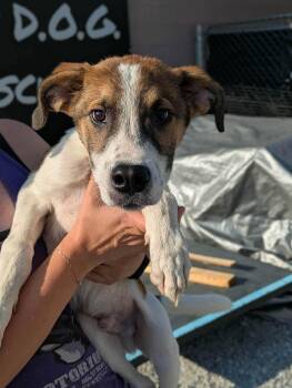 Coolio -  Mixed Breed Dog for Adoption in Huntsville, Alabama - Coolio | PetCurious