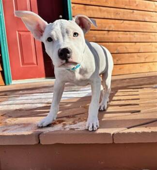 Pit Bull Terrier Dogs Available for Adoption in Fairbanks, Alaska - SVETLANA | PetCurious