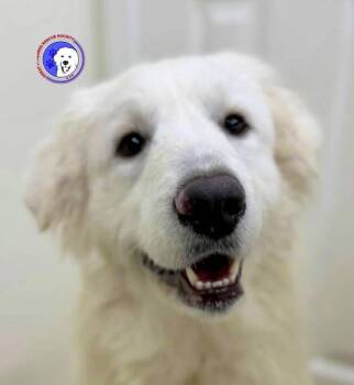 Great Pyrenees Dogs Available for Adoption - Fern | PetCurious