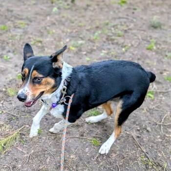 Lana -  Mixed Breed Dog Available for Adoption in Walker, Michigan - Lana | PetCurious