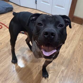 Rescue American Staffordshire Terrier and Boxer Dogs for Adoption in Mount Vernon, Indiana - Bruce | PetCurious