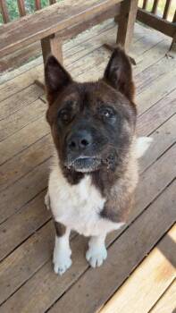 261267  Banana -  Akita Dog for Adoption in Wetumpka, Alabama - 261267  Banana | PetCurious