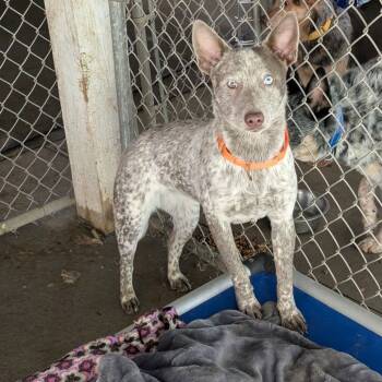 Rescue Australian Cattle Dog Blue Heeler Dogs for Adoption in Blair, Wisconsin - Wilma | PetCurious
