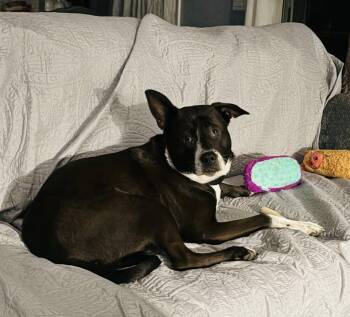 Rescue Mixed Breed Dogs for Adoption in Brooks, Maine - Shelly | PetCurious