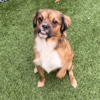 Fruit Loops -  Mixed Breed Dog for Adoption in Naperville, Illinois - Fruit Loops | PetCurious