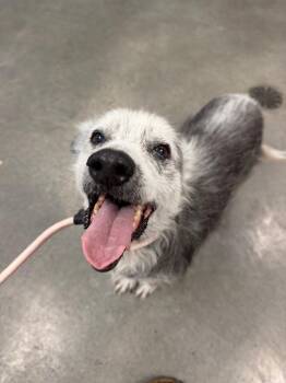 Socks -  Australian Shepherd and Husky Dog for Adoption in Johnson City, Tennessee - Socks | PetCurious