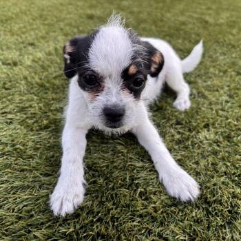Skittles -  Chihuahua Dog for Adoption in San Diego, California - Skittles | PetCurious