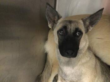 RAVEN -  Terrier and Mixed Breed Dog for Adoption in Thousand Palms, California - RAVEN | PetCurious