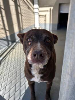 Pit Bull Terrier Dogs Available for Adoption in Johnson City, Tennessee - Joppy | PetCurious