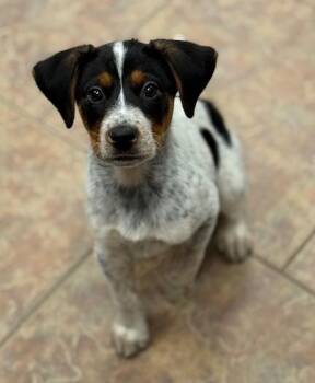 Hound Dogs Available for Adoption - Terry | PetCurious