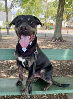 Ro -  Rottweiler and Mixed Breed Dog for Adoption in Picayune, Mississippi - Ro | PetCurious