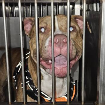 Hank -  Pit Bull Terrier Dog for Adoption in Cedar Rapids, Iowa - Hank | PetCurious