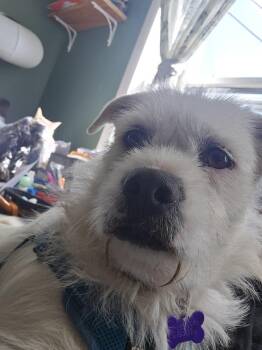 Poodle Dogs Available for Adoption in Waunakee, Wisconsin - Snoopy Spring | PetCurious