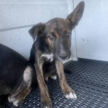 IVHS-Stray-142604 -  German Shepherd Dog Dog for Adoption in San Gabriel, California - IVHS-Stray-142604 | PetCurious