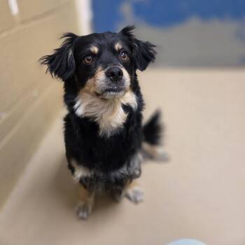 Dachshund and Chihuahua Dogs Available for Adoption in Incline Village, Nevada - Herbie | PetCurious