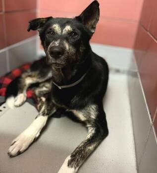 German Shepherd Dog and Mixed Breed Dogs Available for Adoption in Houston, Texas - BRANTLEE | PetCurious