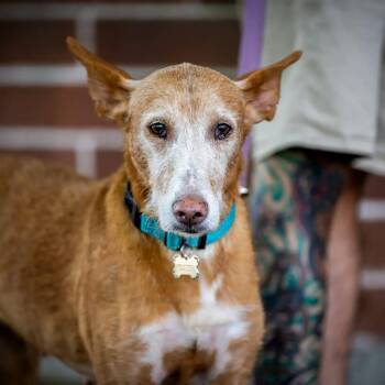 Kay -  Portuguese Podengo and Greyhound Dog for Adoption in Hanson, Massachusetts - Kay | PetCurious