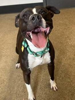 Ren -  Pit Bull Terrier Dog for Adoption in Cleveland, Ohio - Ren | PetCurious