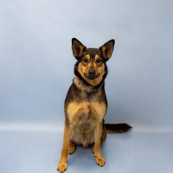 Pen 124 Charlie -  German Shepherd Dog Dog for Adoption in Lawrenceville, Georgia - Pen 124 Charlie | PetCurious