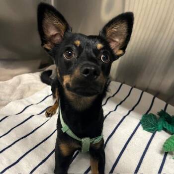Tina -  Miniature Pinscher and Mixed Breed Dog for Adoption in Lake Panasoffkee, Florida - Tina | PetCurious