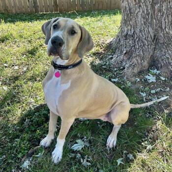 Rescue Great Dane Dogs for Adoption in Frankfort, Kentucky - Gail | PetCurious