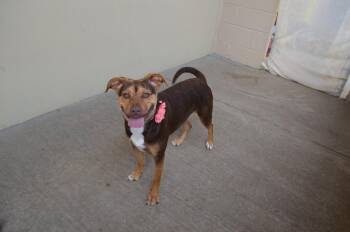 Shepherd Dogs Available for Adoption - Peggy | PetCurious