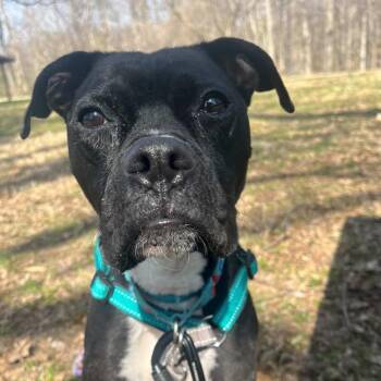 Pansy -  Boxer and Mixed Breed Dog for Adoption in Indianapolis, Indiana - Pansy | PetCurious