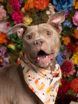 Rescue Pit Bull Terrier and Mixed Breed Dogs for Adoption in Atlanta, Georgia - Carmen | PetCurious