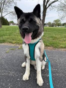 Akita Dogs Available for Adoption in Chicago, Illinois - Ghost  | PetCurious