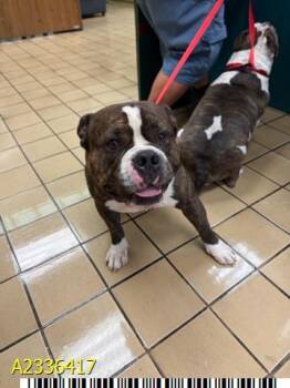FREDDIE -  Mixed Breed Dog for Adoption in West Palm Beach, Florida - FREDDIE | PetCurious