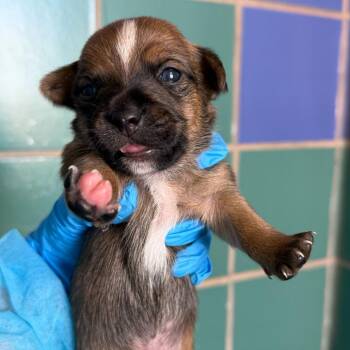 Terrier Dogs Available for Adoption - Loki | PetCurious