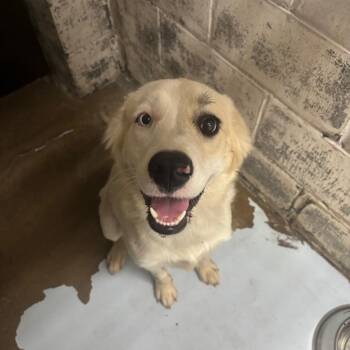Casper -  Great Pyrenees and Mixed Breed Dog for Adoption in Springtown, Texas - Casper | PetCurious