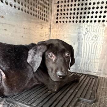 Hound Dogs Available for Adoption in Birmingham, Alabama - Kelsie | PetCurious