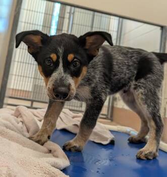 Baby Billy -  Australian Cattle Dog Blue Heeler Dog for Adoption in Santa Rosa, California - Baby Billy | PetCurious
