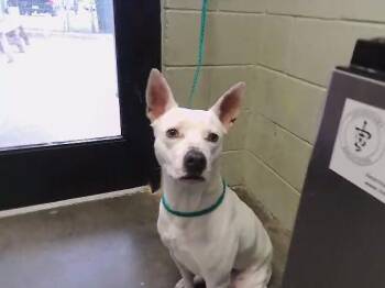 Bull Terrier Dogs Available for Adoption - ELLIE | PetCurious