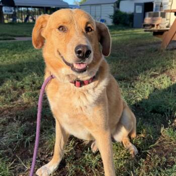 Buddy -  Yellow Labrador Retriever and Shepherd Dog for Adoption in Stillwater, Oklahoma - Buddy | PetCurious