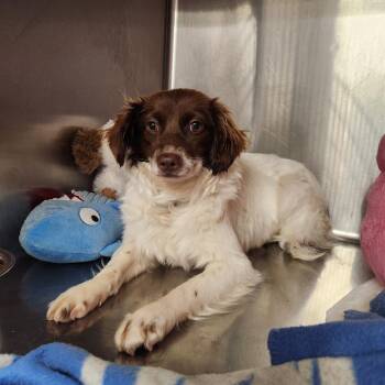 Mixed Breed Dogs Available for Adoption in Cumming, Georgia - Clover 22017 | PetCurious