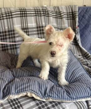 Tofu -  Terrier Dog for Adoption in Fort Worth, Texas - Tofu | PetCurious