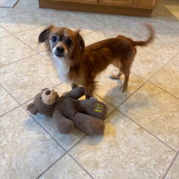 Rescue Chihuahua Dogs for Adoption in Austell, Georgia - Louie | PetCurious